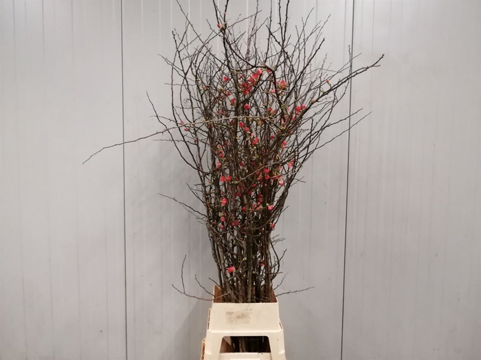 <h4>Chaenomeles Japonica Rood</h4>