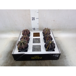 Gymnocalycium mihanov. 'Japan'  mix