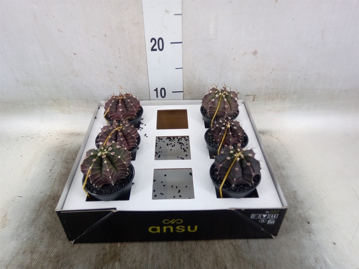 <h4>Gymnocalycium mihanov. 'Japan'  mix</h4>