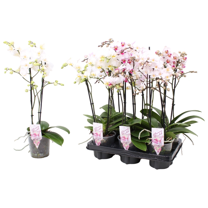 <h4>Phal. Multiflora 2-tak "Witte tinten"</h4>