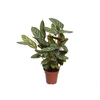 CALATHEA EXOTICA P12