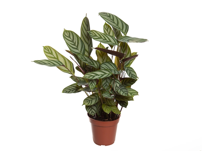 CALATHEA EXOTICA P12
