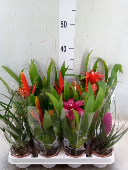 <h4>Bromelia   ...mix 13</h4>