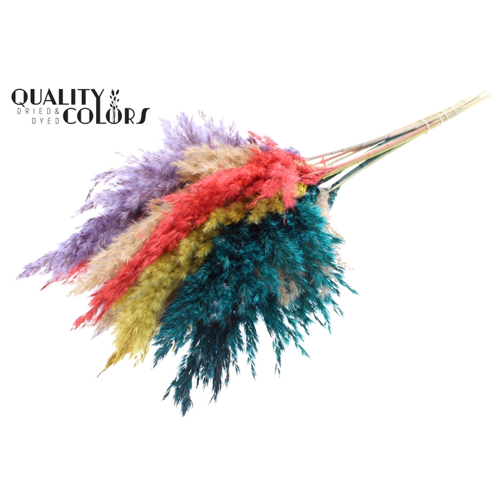 <h4>Pampas Grass 70cm 10st/bunch Colourful 5</h4>