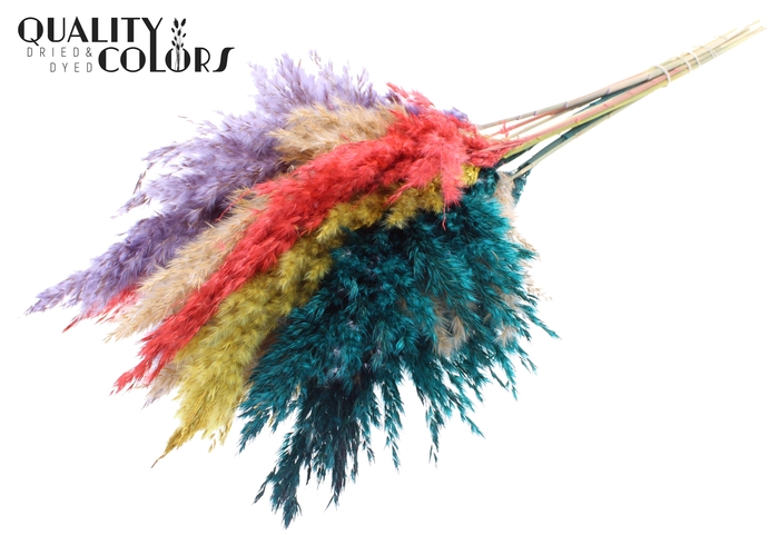 Pampas Grass 70cm 10st/bunch Colourful 5