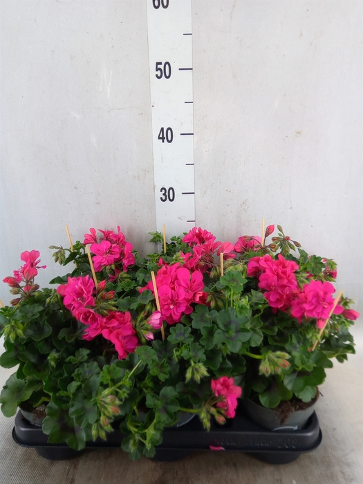 <h4>Pelargonium pelt.   ...</h4>