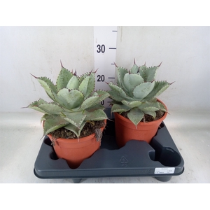Agave   ...