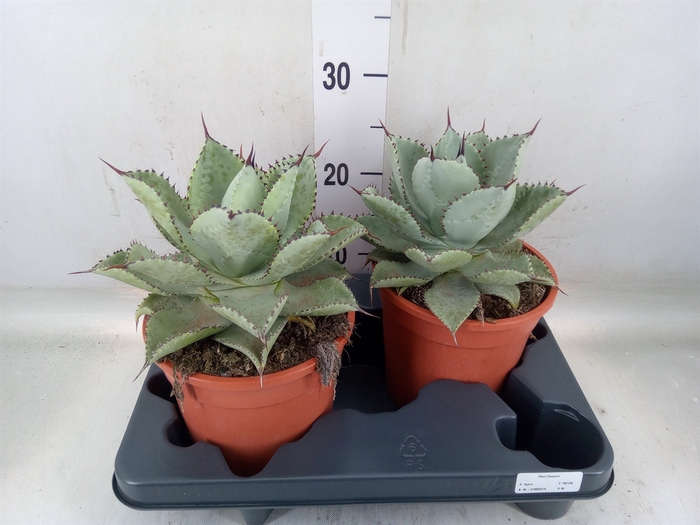 <h4>Agave   ...</h4>