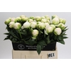 Paeonia Madame Claude Tain