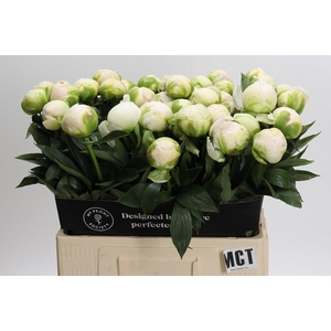 Paeonia Madame Claude Tain