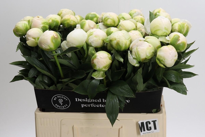 <h4>Paeonia Madame Claude Tain</h4>