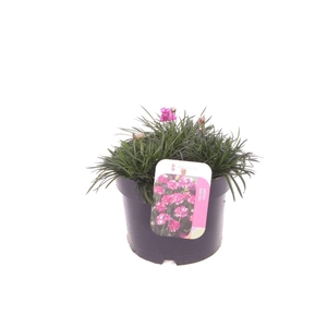Armeria maritima Splendens