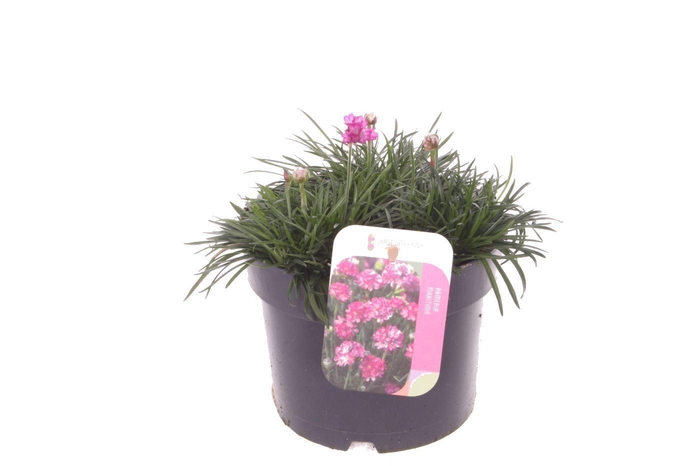 <h4>Armeria maritima Splendens</h4>