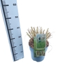 Pennisetum alopecuroides