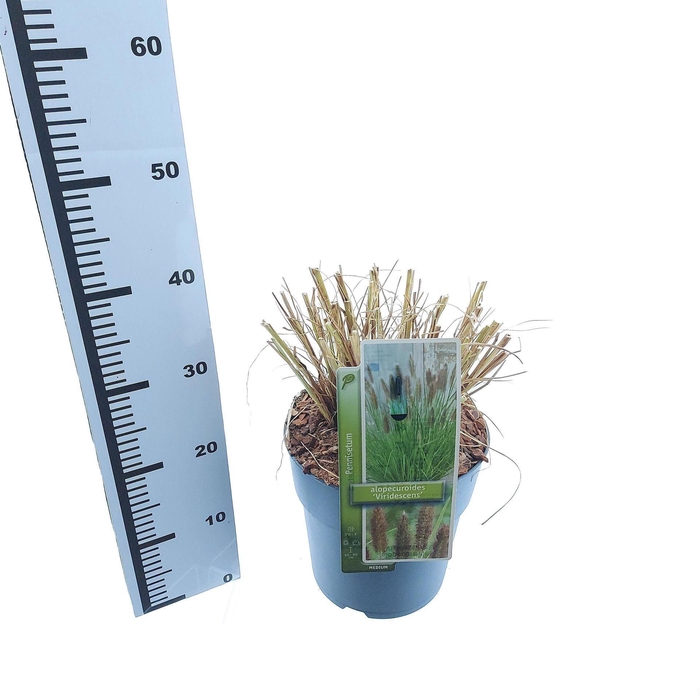 Pennisetum alopecuroides