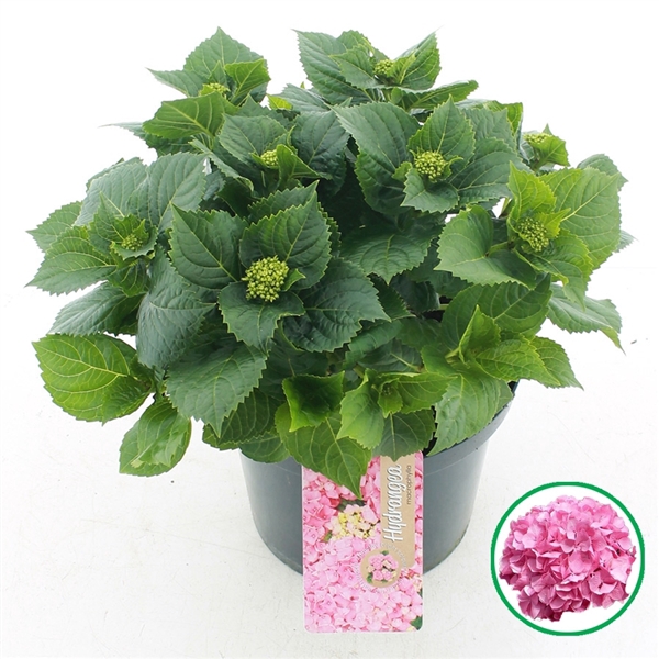 <h4>Hydrangea macr. Roze C5 (23cm.) Kn.</h4>