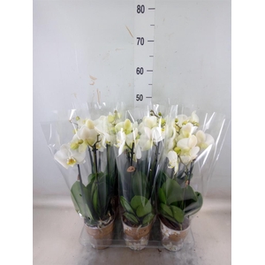 Phalaenopsis   ...white