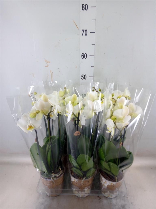 <h4>Phalaenopsis ...white</h4>