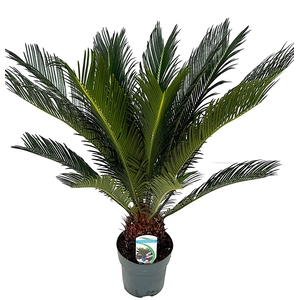 Cycas revoluta