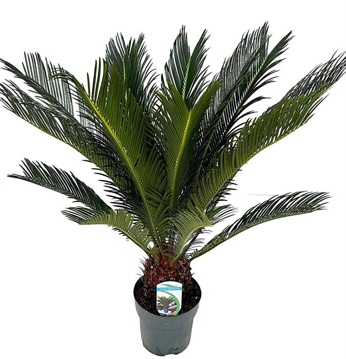 <h4>Cycas revoluta</h4>