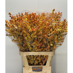 ILEX ILEXIA VICTORIA