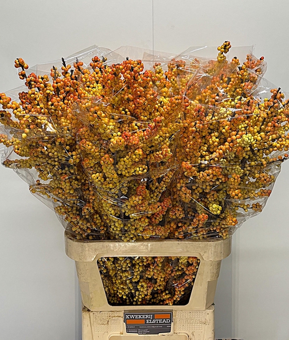 <h4>ILEX ILEXIA VICTORIA</h4>