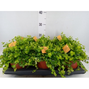 Peperomia rotundifolia