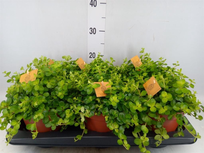 <h4>Peperomia rotundifolia</h4>