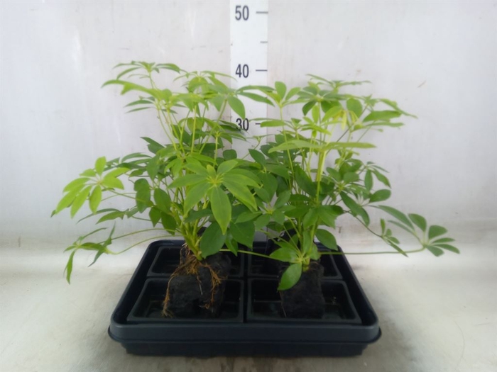<h4>Arr.   Kamerplant Groen H%</h4>