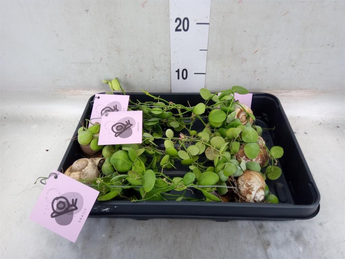 <h4>Arr.  Dischidia</h4>