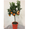 Citrus aurantium 'Chinotto'