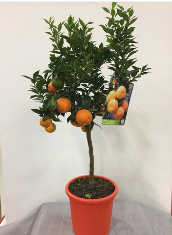 Citrus aurantium 'Chinotto'