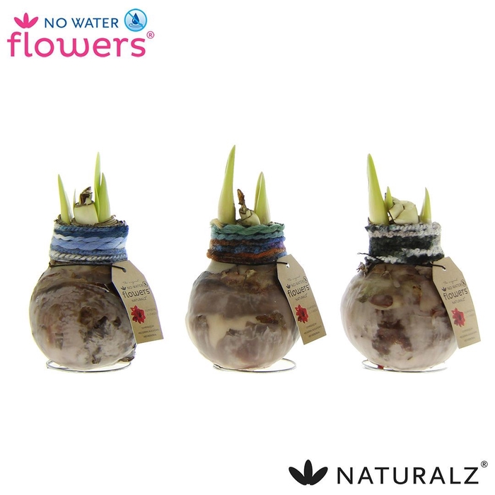 <h4>arr4 Amaryllis VH - Naturalz Deco Mix</h4>