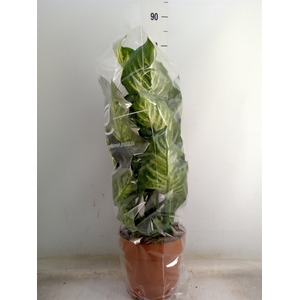 Dieffenbachia seg. 'Maroba'