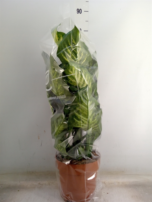 <h4>Dieffenbachia seg. 'Maroba'</h4>