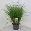 Pennisetum alopecuroides Hameln