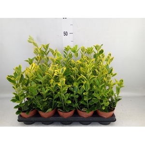 Euonymus japon. 'Aureus'