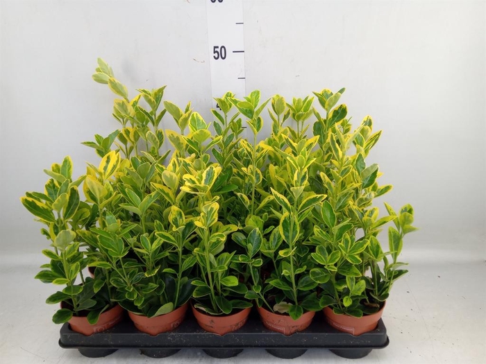 <h4>Euonymus japon. 'Aureus'</h4>