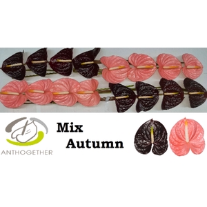 ANTH A GEM 2 KL mix autumn