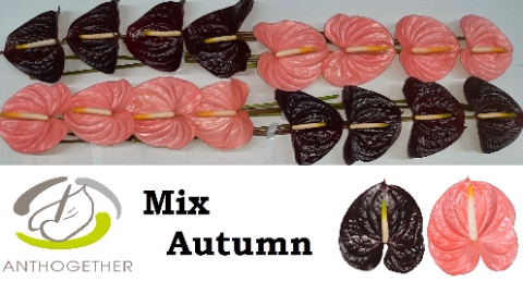 ANTH A GEM 2 KL mix autumn