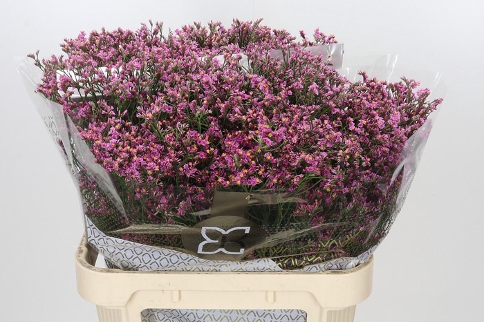 <h4>Limonium sinensis Tiffany Diamond</h4>
