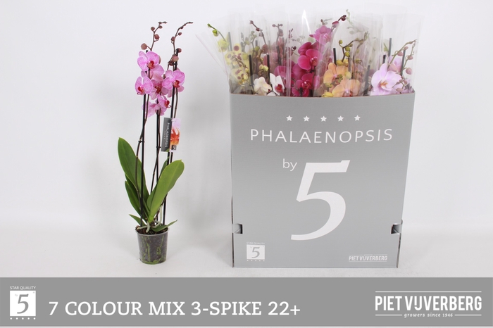 <h4>PHAL GEM 7 KL</h4>