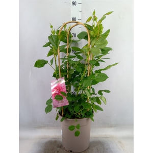 Rosa FL 'Pearl Select'