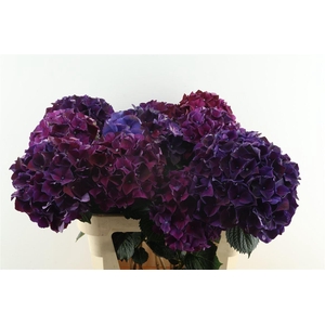 Hydr M Ruby Purple 80-21