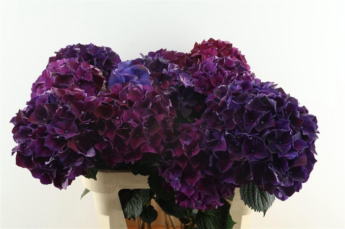 <h4>Hydr M Ruby Purple 80-21</h4>