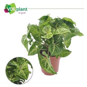 Syngonium Arrow