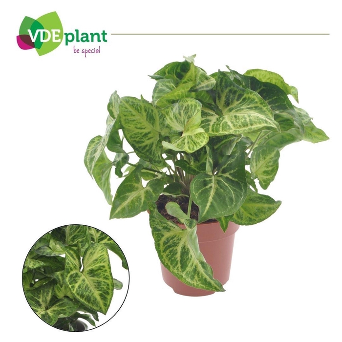 <h4>Syngonium Arrow</h4>