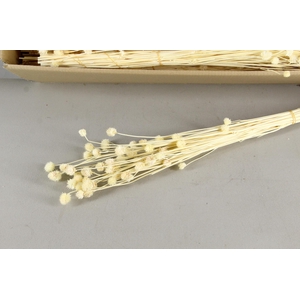 DF Eryngium Bs 50g Bleach