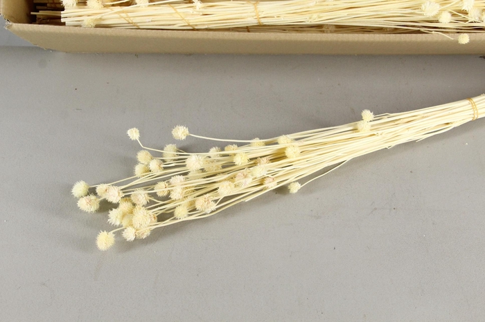 <h4>DF Eryngium Bs 50g Bleach</h4>