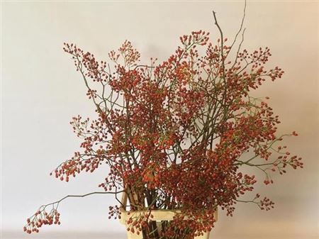 <h4>Rosa Corallo</h4>